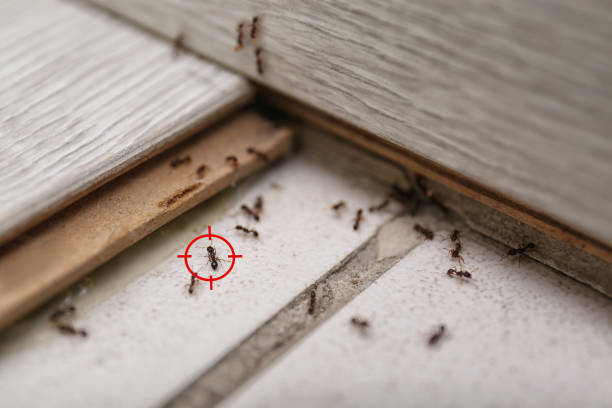 Professional Pest Control in Avondale, LA