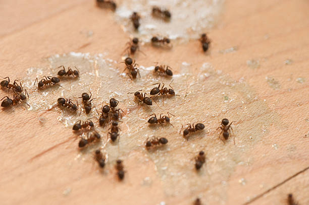 Best Best Pest Control Near Me  in Avondale, LA